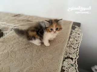  2 قط شيرازي  عمر شهرين السعر :300 الواحد