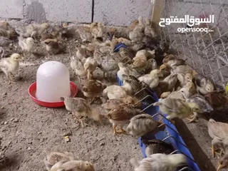  5 صوص بلدي عمر 38 يوم   صوص بلدي عمر 18 يوم