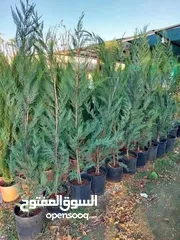  15 مشاتل الرويال لزراعه ومتابعه الاشجار