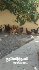  1 دجاج عماني العمر أربع شهور