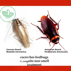  7 pest control and cleaning services