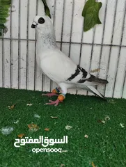  3 مخلفين مزهورات بفكو كتف بلاطة وفحل عمرى وبوز طيور حمام اربد