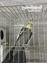  2 ثلاث فراخ كوكتيل مع الأب
