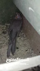  11 مجموعة فراخ كوكتيل