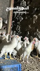  10 للبيع دجاج محلي