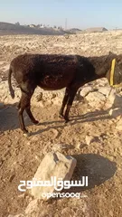  2 حمار غنم هادي