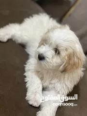  1 كلب زينه فرنسي تيرير