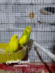  2 عصافير حب و فيشر للبيع