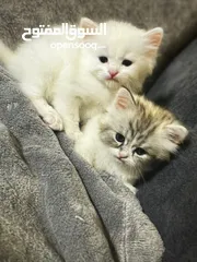  3 شيرازي العمر شهرين