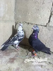  6 الحمام البيع في السلط