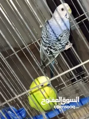  30 طائران من طيور الحب ( البادجي ) عرض جديد