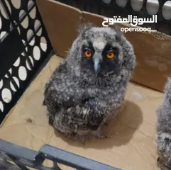  3 ام قويق)(قزم) 50 شامل قفص وتوصيل  طويلة الاذن العمر شهر فيك تربيها ع كيفك الرقم بالوصف