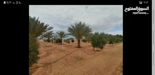  5 مزرعة متكاملة للبيع في وادي الربيع - طرابلس كزيوني