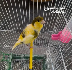  1 فحل كناري لون اصفر مقمبر فيه لطشات خفيفة مثل النار تبارك الرحمن انتاجي فرخ موسم ماضي صحة مية بالمية