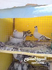  6 جواز حمام  حلوين وشغالين