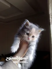  1 قطه للبيع في اربد