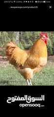  4 مطلوب دجاج من نفس النوع الظاهر بل صورة للتواصل عل خاص _________________________