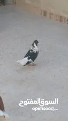  2 5طايرات في جبل التاج