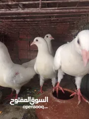  7 زغاليل  حمام لاحم فرنسي