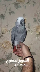  1 Kasko gray parrot