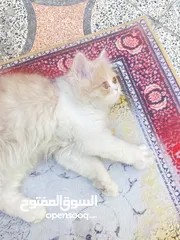  2 انثى بيرشن للبيع