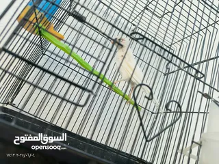  7 فحول نار وجواز