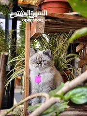  3 هملايا، سيامي، مطعمات