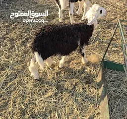  1 كبش عماني ،،