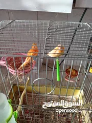  3 جوز كنار على البيض مباشره ان شاء الله