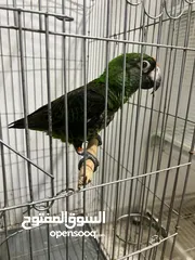  2 ببغاء الجاردين مروض