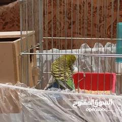  1 بسمله الرحمان الرحيم زوج تحتيهن ثلث فراخ   ويجي معهن ثلاثت أناث واحد ذكر بصلاة على النبي