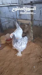  1 دجاج برهما