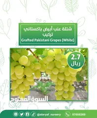  8 شتلات وأشجار العنب النادرة من مشتل الأرياف أسعار منافسة الأفضل في السوق   انگور  Grapes