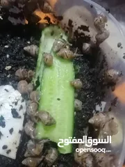  6 حلزون أفريقي