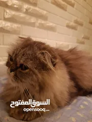  2 قطه سكوتش مطعم بهملايا يعمر 7 اشهر