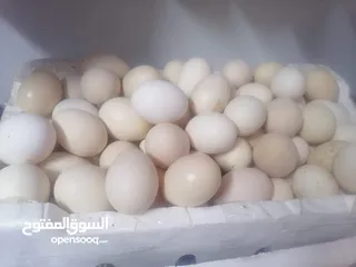  5 يتوفر بيض بلدي مخصب للتفقيس تتوفر كميات تصل إلى 800بيضه يوميا