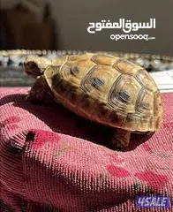  12 سلحفاه و بطه  و قطه شنشيلا و قط شيرازي  كتن بيبي ابيض و حلزون كركعه و بطبوطين  سلحفاة مائيه