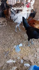  4 دجاج بلدي نخب للبيع