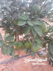  12 مزرعه 2 هكتار بمدينة الزاويه بسعر مناقس