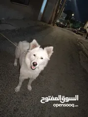  2 للبيع كلب مكس كنعاني