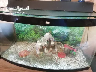  1 حوض سمك سكريت
