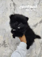  4 Mini Pomeranian Male puppy