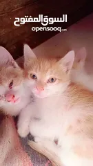  2 قطط للتبني ذكور واناث