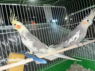  2 عصافير كوكتيل جوز جبتهم للزينه وكل امورهم تمام وغير مروضين الذكر لاتينو والانثى الحبشي