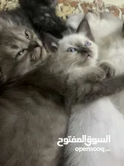  12 للمهتمين فقططط قطط للبيع سيامي وبريتش