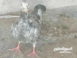  5 حمام للبيع