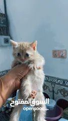  1 قطط بيرشن عمر شهرين ونص سعر400