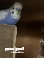  2 4طيور بادجي