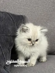  2 انثى اسكوتش ستريت للبيع في الخليل