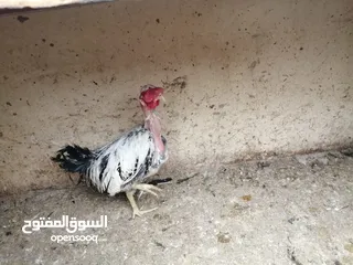  24 متوفر لزبائنها الكرام / زغاليل بلدي للاكل/ حمام فرنسي للذبح / ارانب نخب اول التفاصيل بالوصف